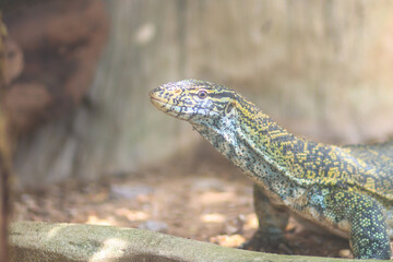 Cute Nile monitor (Varanus niloticus) is a large member of the monitor family (Varanidae) found throughout most of Sub-Saharan Africa and along the Nile.