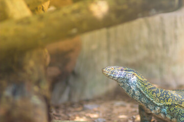 Cute Nile monitor (Varanus niloticus) is a large member of the monitor family (Varanidae) found throughout most of Sub-Saharan Africa and along the Nile.