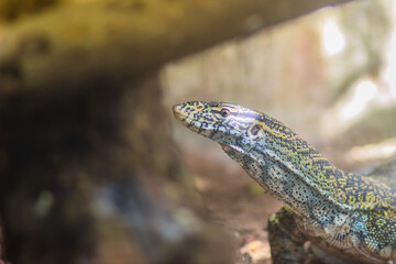 Cute Nile monitor (Varanus niloticus) is a large member of the monitor family (Varanidae) found throughout most of Sub-Saharan Africa and along the Nile.