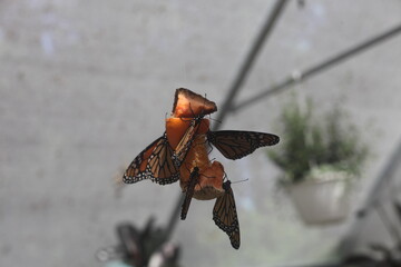 BUTTERFLIES, FOOD, FLOWERS, PLANTS, LEAVES, BUTTERFLY, GARDEN, INSECTS, 