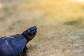 Cute black marsh turtle (Siebenrockiella crassicollis) also known as black marsh turtle, smiling terrapin, and Siamese temple turtle is a freshwater turtle endemic to Southeast Asia.