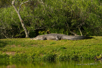 An american alligator.  An alligator is a crocodilian in the genus Alligator of the family Alligatoridae.