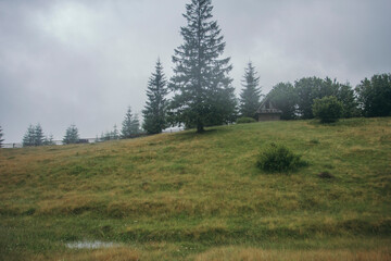 A close up of a lush green field