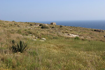 Obraz premium Végétation méditerranéenne dans la réserve naturelle de Ghar Hanex au-dessus de la mer (Malte)