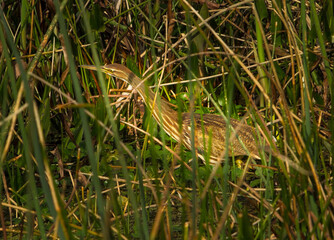 Fototapeta premium An American bittern. The American bittern (Botaurus lentiginosus) is a species of wading bird in the heron family of the Pelican order of bird.