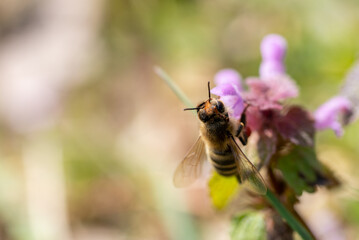 silk bee collecting nectar from a purple flower