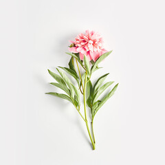 minimalistic floral concept. pink peony on a white background. square frame, flat layout