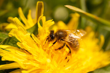 wild bee collecting nectar from a yellow dandelion flower