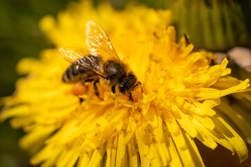 wild bee collecting nectar from a yellow dandelion flower
