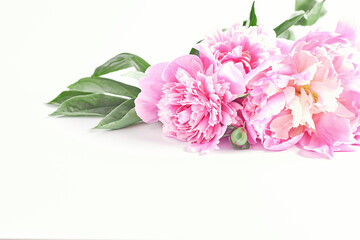 beautiful bouquet of pink peonies close-up on a white background. soft focus