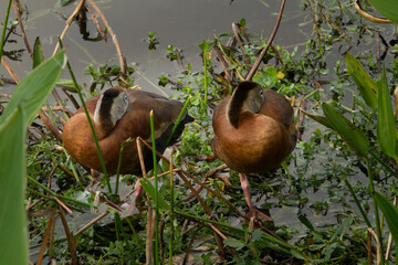 The black-bellied whistling duck, formerly also called black-bellied tree duck, is a whistling duck...