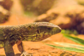 Cute savannah monitor (Varanus exanthematicus) is a medium-sized species of monitor lizard native to Africa.