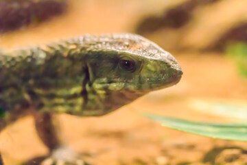 Cute savannah monitor (Varanus exanthematicus) is a medium-sized species of monitor lizard native to Africa.
