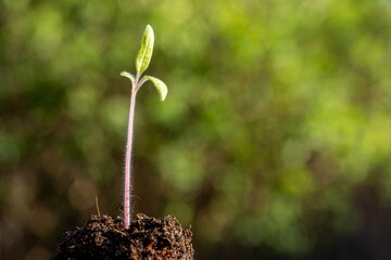 plant seedling growing symbol for clean energy and saving the environment