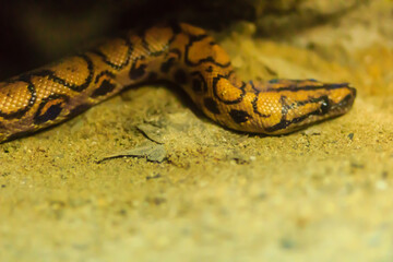 Cute Brazilian rainbow boa snake, a medium-sized terrestrial boa native to the Amazon River basin. It is named for its iridescent skin which refracts light