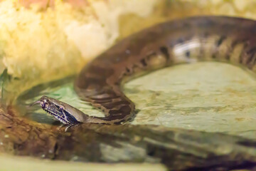 Cute Brazilian rainbow boa snake, a medium-sized terrestrial boa native to the Amazon River basin. It is named for its iridescent skin which refracts light