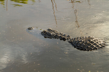 An partially submerged american alligator.  The alligator is a crocodilian in the genus Alligator of the family Alligatoridae.