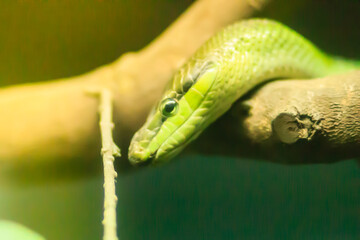 Gonyosoma oxycephalum, known commonly as the arboreal ratsnake, the red-tailed green ratsnake, and the red-tailed racer, is a species of snake in the family Colubridae.