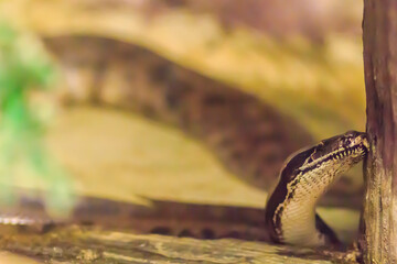 Cute Brazilian rainbow boa snake, a medium-sized terrestrial boa native to the Amazon River basin. It is named for its iridescent skin which refracts light