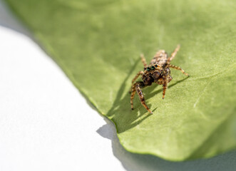 Jumping Spider (Marpissa Muscosa) on a plant leaf in germany