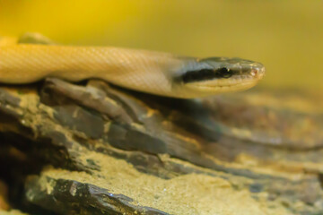 Stripe-tailed Racer, or Cave-dwelling Racer snake in the cave. It's also known as Cave Dweller, Cave Dwelling Snake, Cave Racer, Ridley’s Racer, Ridley’s Rat Snake.
