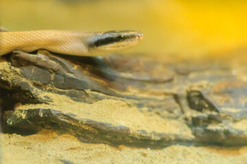 Stripe-tailed Racer, or Cave-dwelling Racer snake in the cave. It's also known as Cave Dweller, Cave Dwelling Snake, Cave Racer, Ridley’s Racer, Ridley’s Rat Snake.