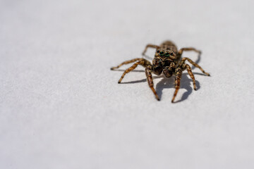 Jumping Spider (Marpissa Muscosa) on a plant leaf in germany