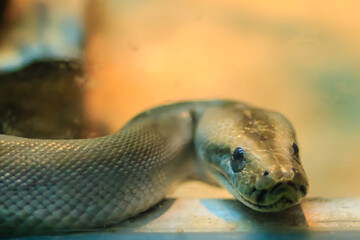 Cute Green Burmese Python in the forest. The Burmese python (Python bivittatus) is one of the five largest species of snakes in the world