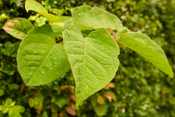 The fast-growing, invasive, plant Japanese Knotweed or 'Polygonum cuspidatum' or Fallopia japonica'