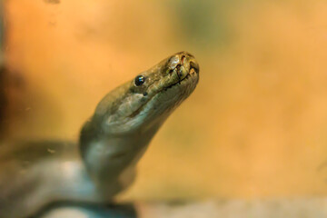 Cute Green Burmese Python in the forest. The Burmese python (Python bivittatus) is one of the five largest species of snakes in the world