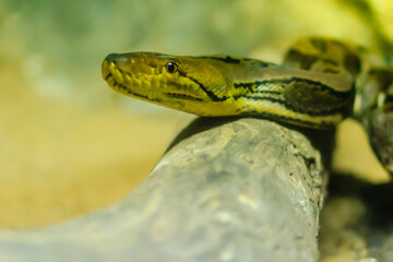Cute Reticulated Python(Regal Python) Python reticulatus is light yellowish to brown on the dorsal portion of their bodies with black lines extending from the ventral area of the eyes diagonally down
