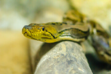 Cute Reticulated Python(Regal Python) Python reticulatus is light yellowish to brown on the dorsal portion of their bodies with black lines extending from the ventral area of the eyes diagonally down