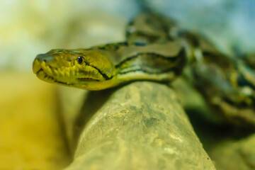 Cute Reticulated Python(Regal Python) Python reticulatus is light yellowish to brown on the dorsal portion of their bodies with black lines extending from the ventral area of the eyes diagonally down