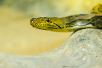 Cute Reticulated Python(Regal Python) Python reticulatus is light yellowish to brown on the dorsal portion of their bodies with black lines extending from the ventral area of the eyes diagonally down