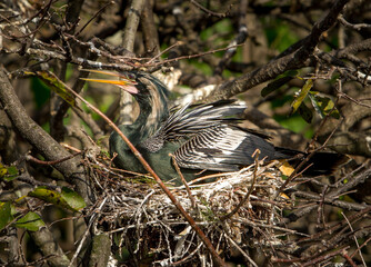 a female anhinga sitting on her nest in the everglades, Florida.