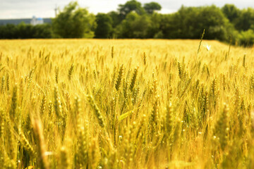 Growing crop in a field with ripe ears of wheat