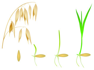 Sequence of oat plant growing isolated on white.