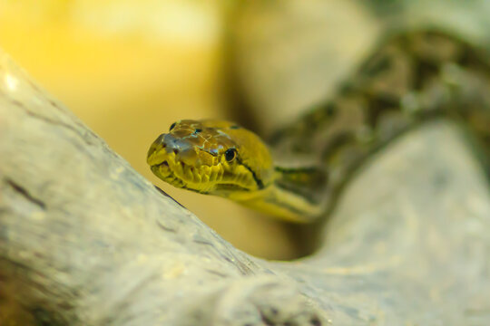Cute Reticulated Python(Regal Python) Python reticulatus is light yellowish to brown on the dorsal portion of their bodies with black lines extending from the ventral area of the eyes diagonally down