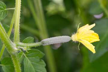 Small cucumber with yellow flower and tendrils.