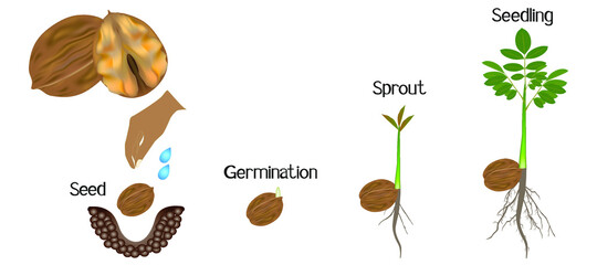 Sequence of a walnut plant growing isolated on white.