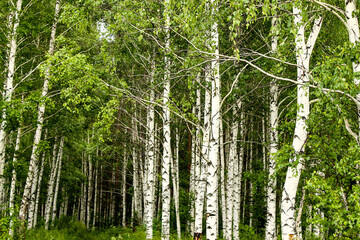 bamboo forest background