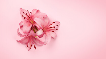 Pink lily flowers over pink
