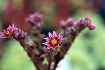 Rosa Blüten an einem Hauswurz