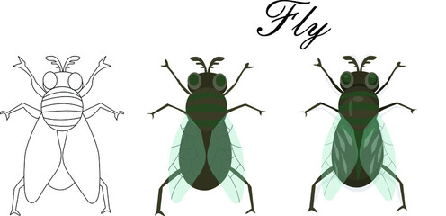 Cartoon illustration of insects, fly. flat style isolated on a white background. Vector illustration