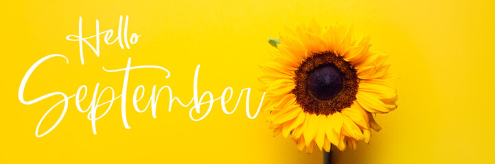Hello September text and Yellow Sunflower Bouquet on bright Yellow Background, Autumn Concept, Top View, Space for Text, banner size