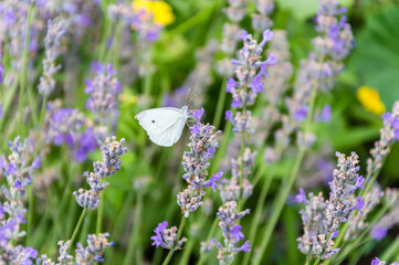 White butterfly with big eyes and antenna on purple lavender flower in summer