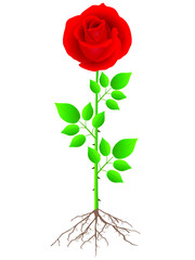 Red rose with roots and green leaves on a white background.