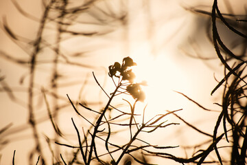 canola flower in the morning sun