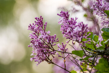lilac flowers in spring on abstract background