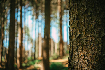 Fototapeta premium tree with blurry background in the woods